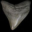 Megalodon Tooth - South Carolina #39936-1